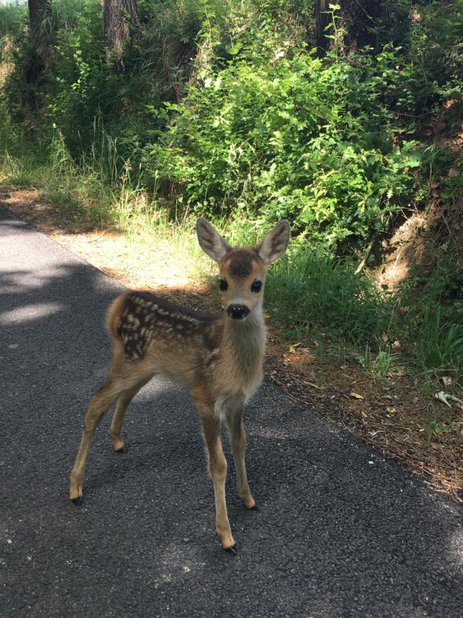 Podere Abbazia b&b Sinalunga Dış mekan fotoğraf