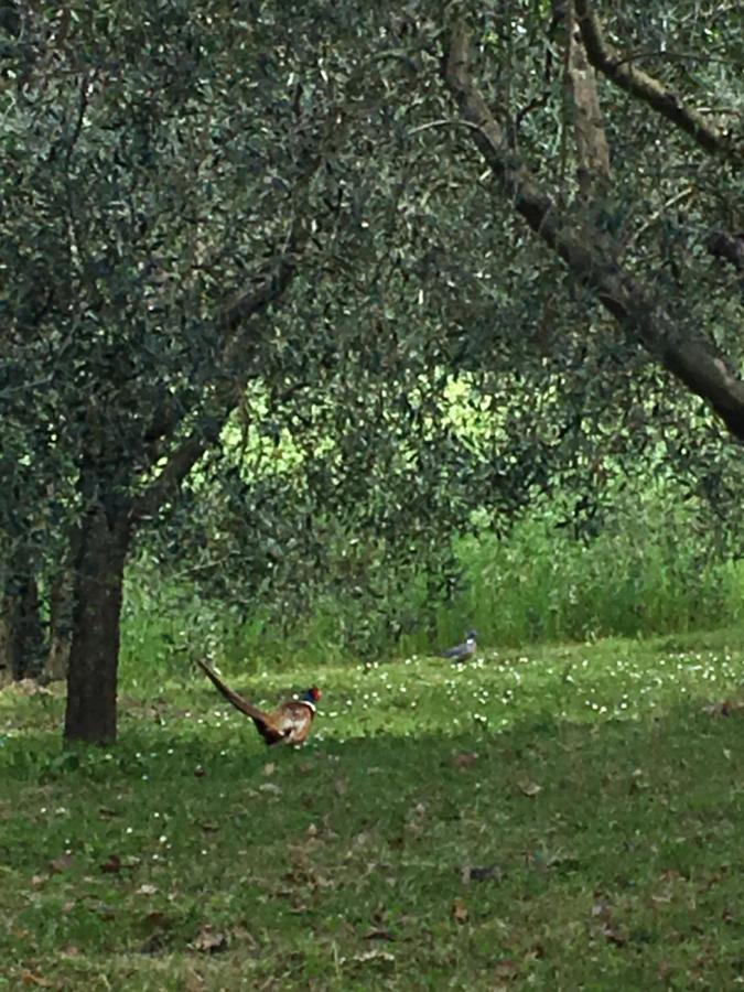 Podere Abbazia b&b Sinalunga Dış mekan fotoğraf